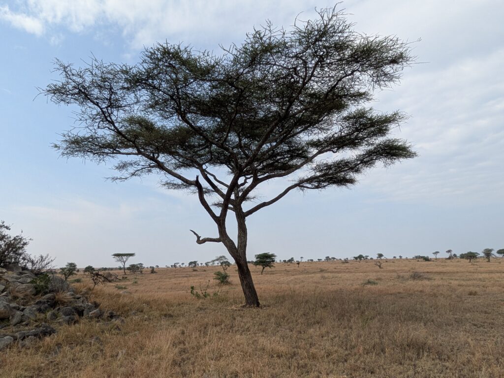Tree in Serengeti